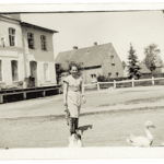 Leonarda Kurowska na placu przed mleczarnią zagania gęsi, rok 1950.